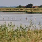 I 10 luoghi più belli da visitare vicino al Delta del Po: una guida completa
